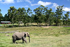 elephants a knysna elephants IMG_3024.JPG